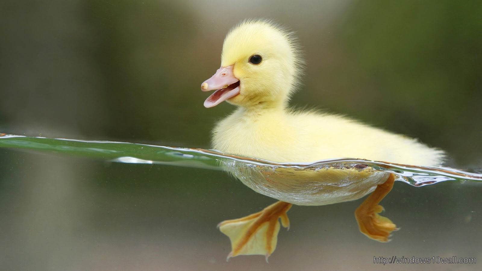 Beautiful Duck Yellow Wallpaper