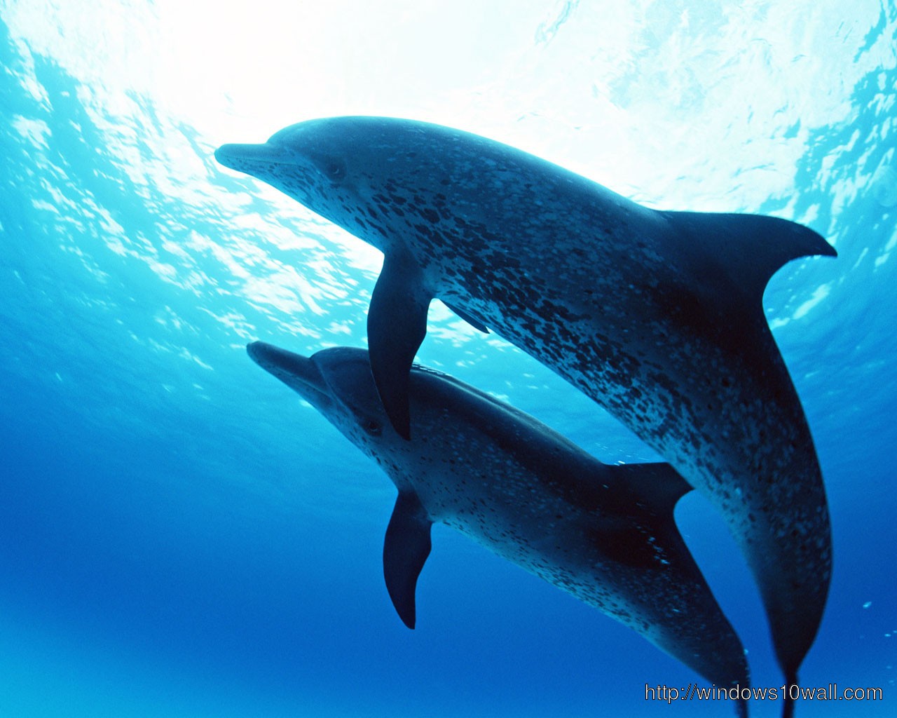 Dolphin In Blue Sea
